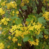 Весна идет.. :: Елена Семигина