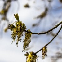 Новый росток. :: Николай 