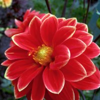 Георгина :: Сергей Карачин