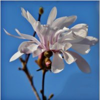 МАГНОЛИЯ... :: Elvira E. 