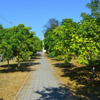 Керчь. Катальповая аллея ул. Пирогова летом. :: Пётр Чернега
