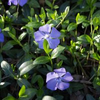 *** :: Александр. AVG100 ---