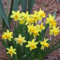 Нарциссы :: Лариса С.