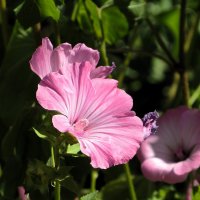 Лаватера :: Лариса С.