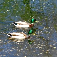 Утки весной :: Рита Симонова