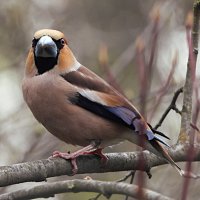 Дубонос :: Лина 