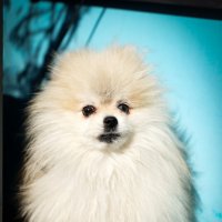 ... :: Владимир Салапонов