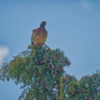 Голубь на Кипарисе :: Jakob Dick