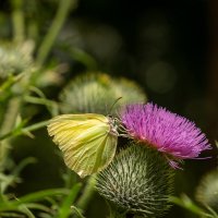 Лимонница на чертополохе... :: Николай Гирш