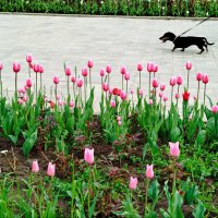 На прогулке! :: Надежда 