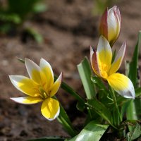 Весенняя красота :: Татьяна Евдокимова