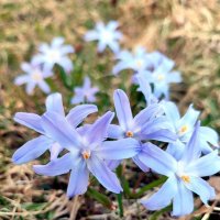 Первые весенние цветы :: Ирина 