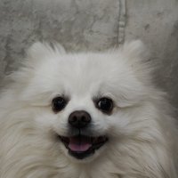 Собачка :: Александр 