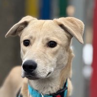 *** :: Андрей Л. В.