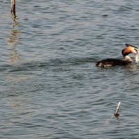 ...с добычей!...))) :: Александр Герасенков