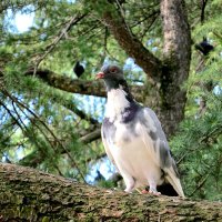 Голуби тоже поют :: Валерий 