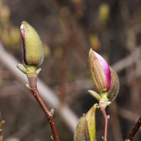 Магнолия в бутонах :: Татьяна Тюменка