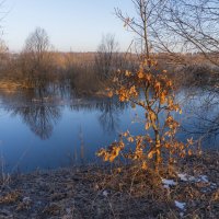 Дубок с прошлогодними листьями. :: Сергей Ц