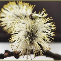 Причёска от Весны! :: Лилия *