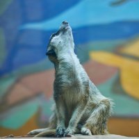 Кошачий лемур :: Александр Леонов