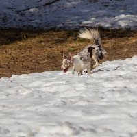 Бордер-колли на снегу :: Александр Синдерёв