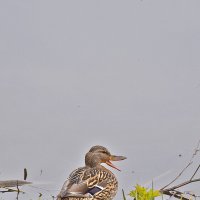 Позировать не буду! :: Валентина  Нефёдова 