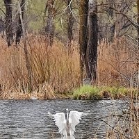 Жаль, что цапля далекО от меня! :: Валентина  Нефёдова 