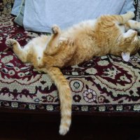 Рыжик отдыхает после ночи. :: сергей ермошкин