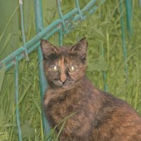 Ваши веки тяжелеют,вы устали ,вам хочется спать. :: Giant Tao /