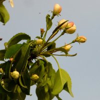 Яблонька. :: nadyasilyuk Вознюк