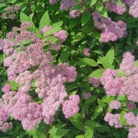 июньское :: Елена Шаламова