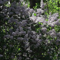 сирень :: Елена Шаламова