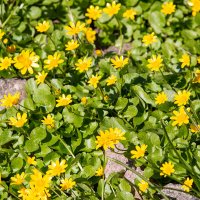 *** :: Геннадий Порохов