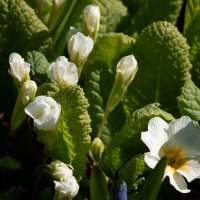 *** :: Геннадий Порохов