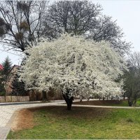 Весна в городе. :: Валерия Комова