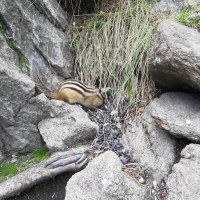 Шустрый бурундук :: Ольга 