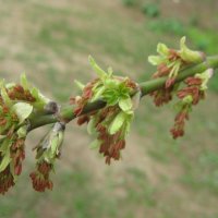 Весеннее :: Елена Семигина