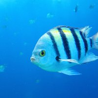 Абудефдуф - подводная модель :: Сергей Сомихин