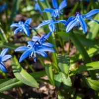 Пролески (сциллы) :: Александр Синдерёв