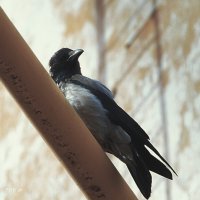 Сидит на газовой трубе.. :: Александр Шимохин