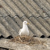 Чайка :: Владимир Колесников