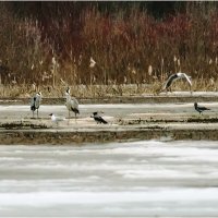 На птичьем совете ( "акварель" ) :: Валентин Котляров
