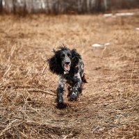 Наконец в полях после долгой Сибирской зимы :: Леонид 
