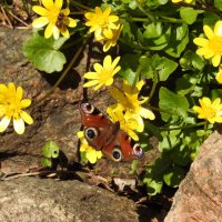 весенние зарисовк :: ИННА ПОРОХОВА