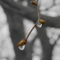 капельки :: Лера 