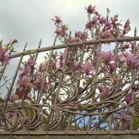 Магнолия :: Ирина 