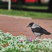Позвоню в студию дизайна ландшафта, выражу благодарность. :: Татьяна Бравая