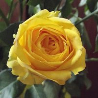 Роза :: Freddy 97