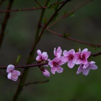 Соседский персик :: Татьяна Евдокимова