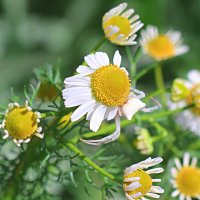 лечебные травы :: Николай 